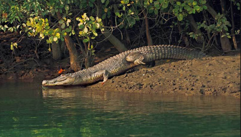 UNESCO_World_Heritage_Sundarban_Adventure_cum_Training_Camp_2024_(By_West_Bengal_State)