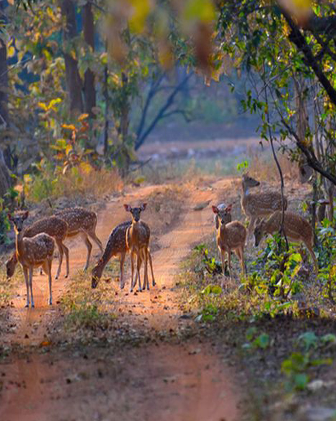 DOOARS_(NORTH_BENGAL)_JUNGLE_TRAINING_CUM_CAMP’25_(BY_WEST_BENGAL_STATE)