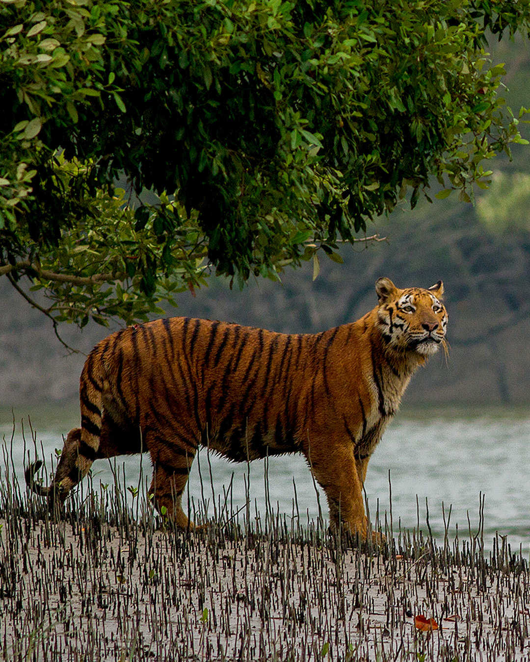 UNESCO_World_Heritage_Sundarban_Adventure_cum_Training_Camp_2024