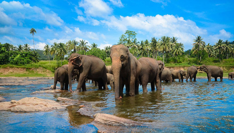 YHAI Sri Lanka Study Tour cum Training Programme 2024 (Oct & Nov)