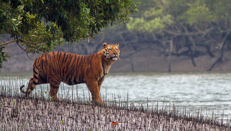 UNESCO World Heritage Sundarban Adventure cum Training Camp 2024 (By West Bengal State)