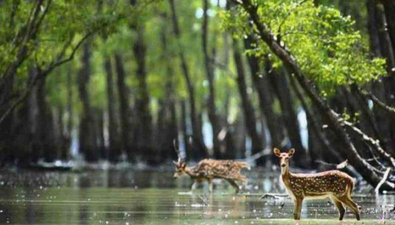 UNESCO World Heritage Sundarban Adventure cum Training Camp 2024 (By West Bengal State)