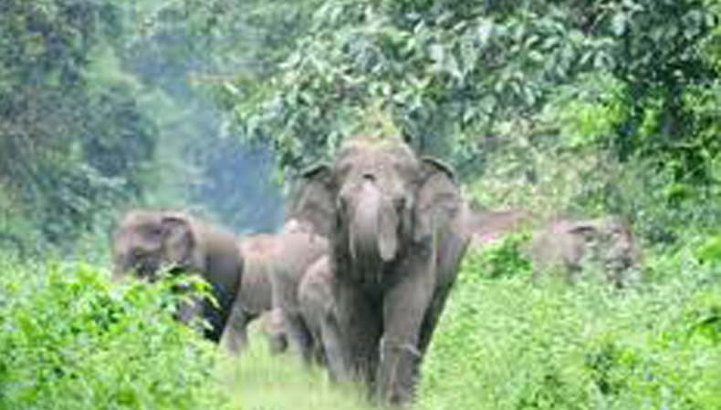 DOOARS (NORTH BENGAL) JUNGLE TRAINING CUM CAMP’25 (BY WEST BENGAL STATE)