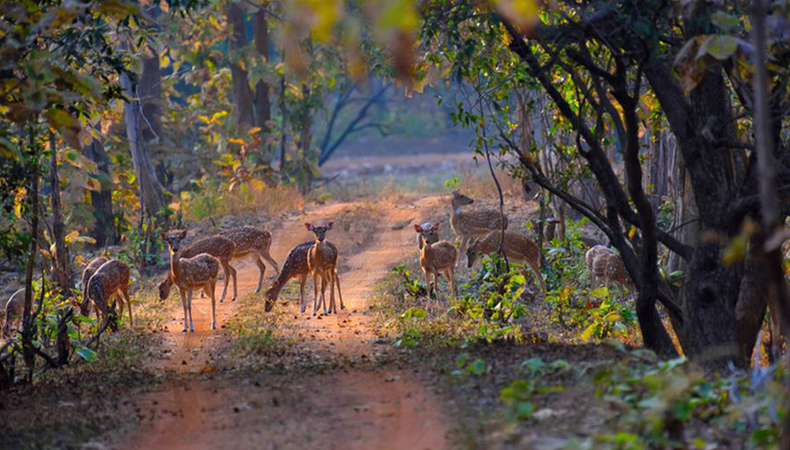 DOOARS (NORTH BENGAL) JUNGLE TRAINING CUM CAMP’25 (BY WEST BENGAL STATE)