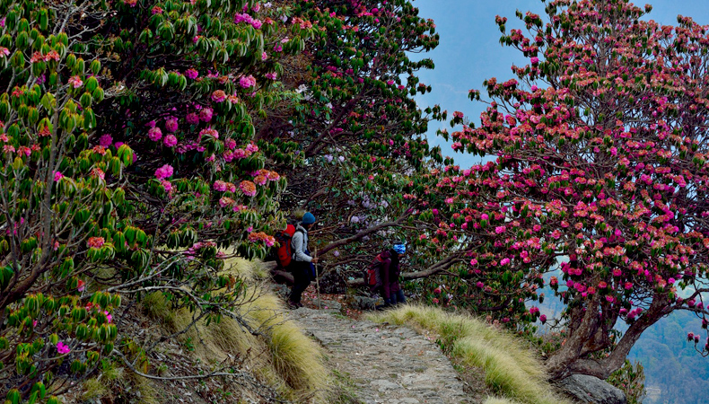 Munsiyari Khaliya Top Trekking 2025  ( By Delhi State Branch)