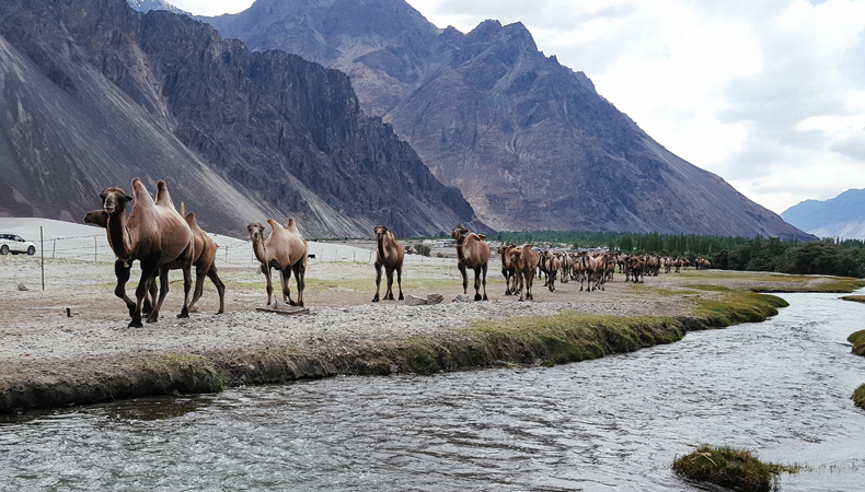 NATIONAL INDIVIDUAL  ADVENTURE CUM TRAINING CAMP LEH -2025